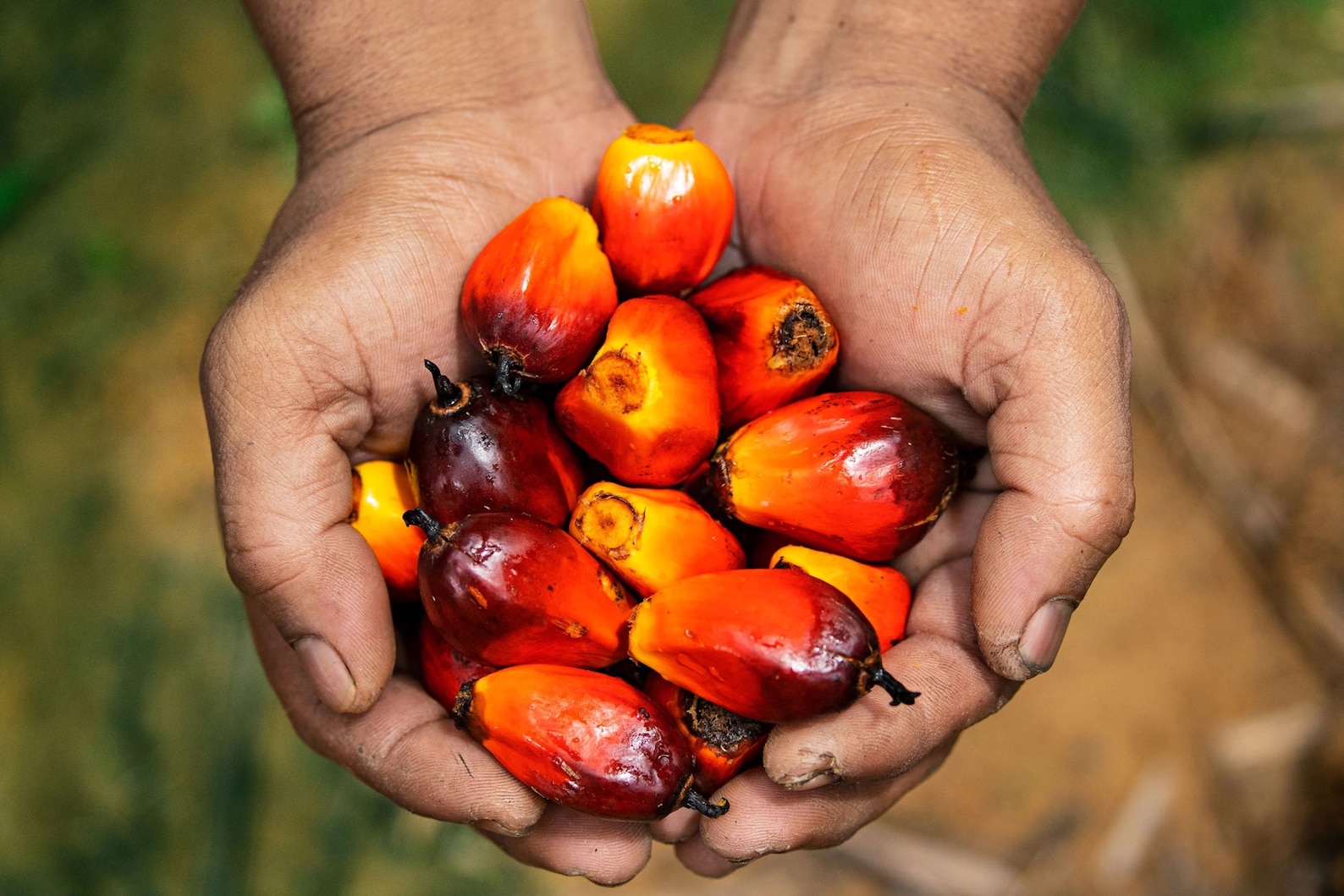 Palm Nut Fruits. the Fruit of Oil Palm Tree arecaceae Etsy UK