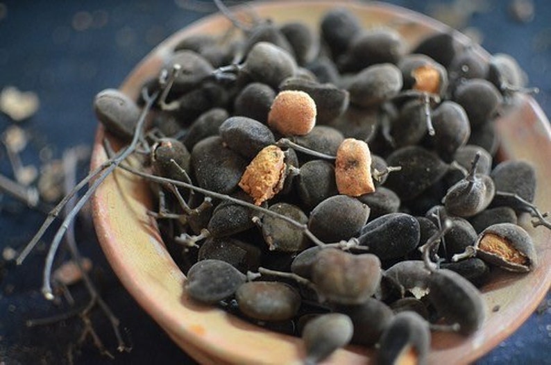 200 fruits of Tamarind fruitsyooyiBlack velvet Tamarind-Dialium Guineense image 3