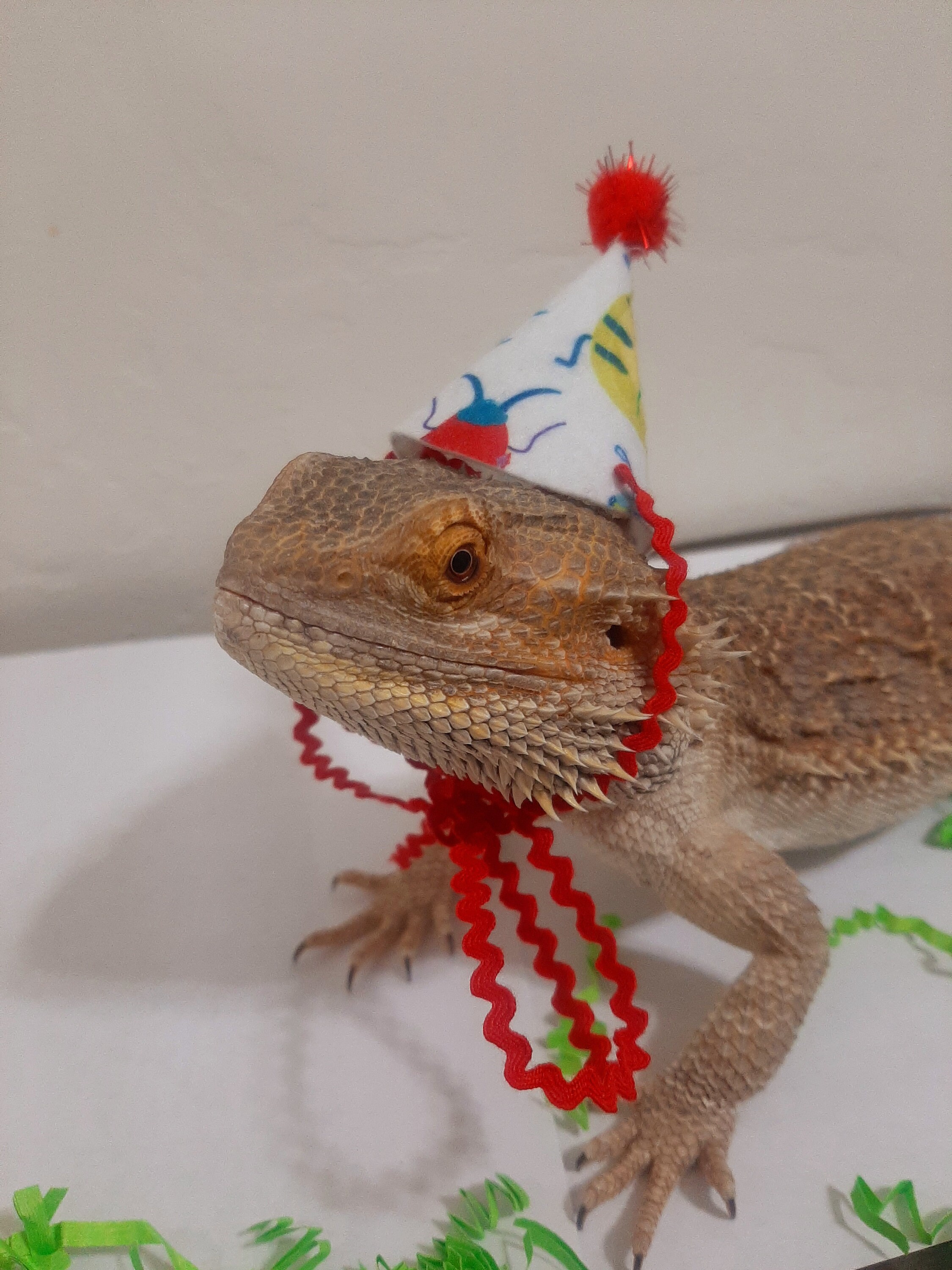 Beardie Birthday Hat FREE SHIPPING. Bearded Dragon Small Etsy