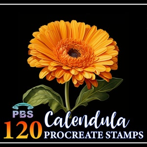 120 Procreate Calendula Stamps, Calendula Flower Stamps for procreate, Flower procreate stamp, Flower brush procreate