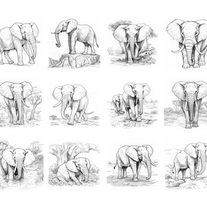May include: A collection of 12 black and white pencil drawings of elephants in various poses. Some elephants are walking, some are standing, and some are in a resting position. The drawings are set against a background of trees and bushes.