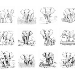 May include: A collection of 12 black and white pencil drawings of elephants in various poses. Some elephants are standing, some are walking, and some are standing with their young. The drawings are set against a background of trees and grass.