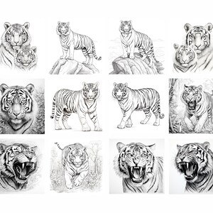 May include: A collection of 12 black and white pencil drawings of tigers in various poses. Some tigers are shown roaring, while others are shown looking directly at the viewer. The drawings are all very detailed and realistic.