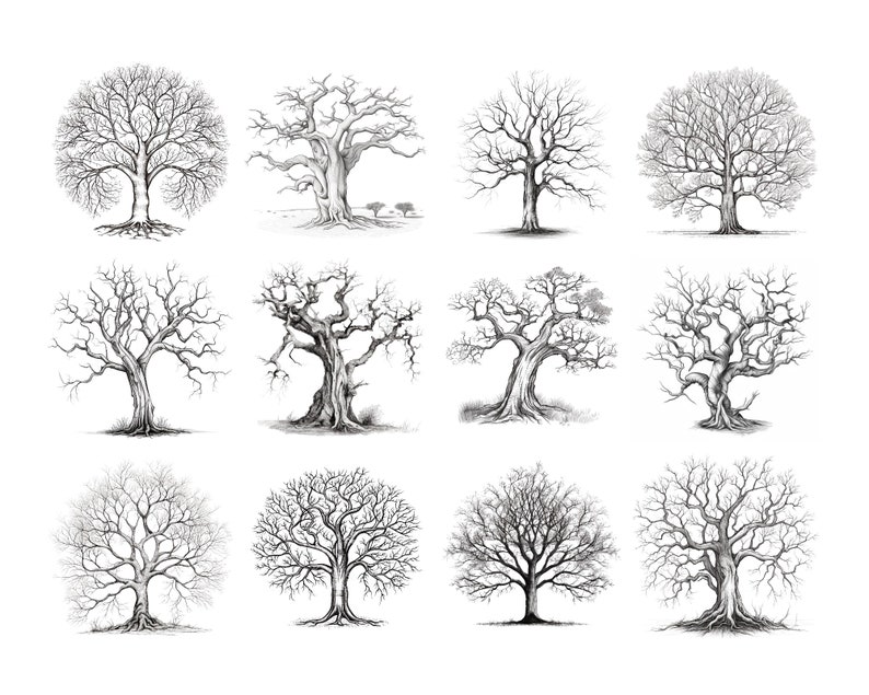 Puede incluir: Una colecci&oacute;n de doce dibujos a l&aacute;piz en blanco y negro de &aacute;rboles desnudos. Los &aacute;rboles est&aacute;n dibujados en un estilo realista y tienen una variedad de formas y tama&ntilde;os.