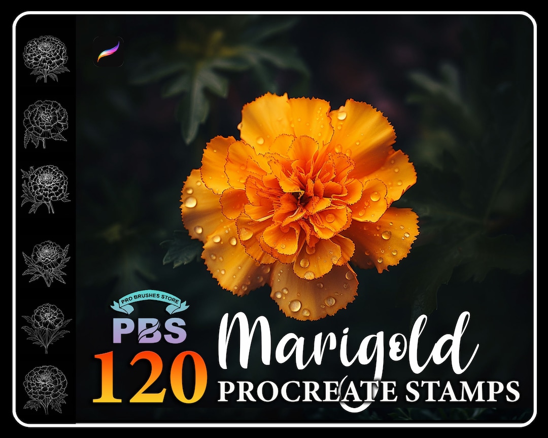 120 Marigold Flower Procreate Stamps: Brush Set (digital Download) - Etsy