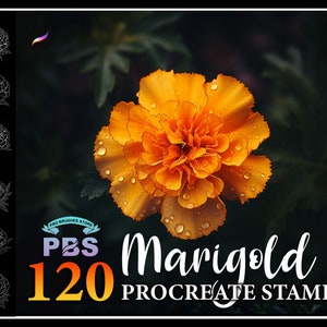 120 Procreate Marigold Stamps, Marigold Flower Stamps for procreate, Flower procreate stamp, Flower brush procreate