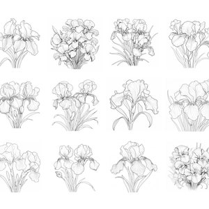 Pode incluir: Um conjunto de doze desenhos em preto e branco de flores de &iacute;ris. As flores s&atilde;o desenhadas em um estilo realista e est&atilde;o dispostas em uma variedade de poses.