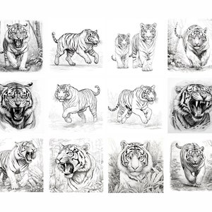 May include: A collection of nine black and white pencil drawings of tigers in various poses. The tigers are depicted in a realistic style, with detailed fur and facial expressions.