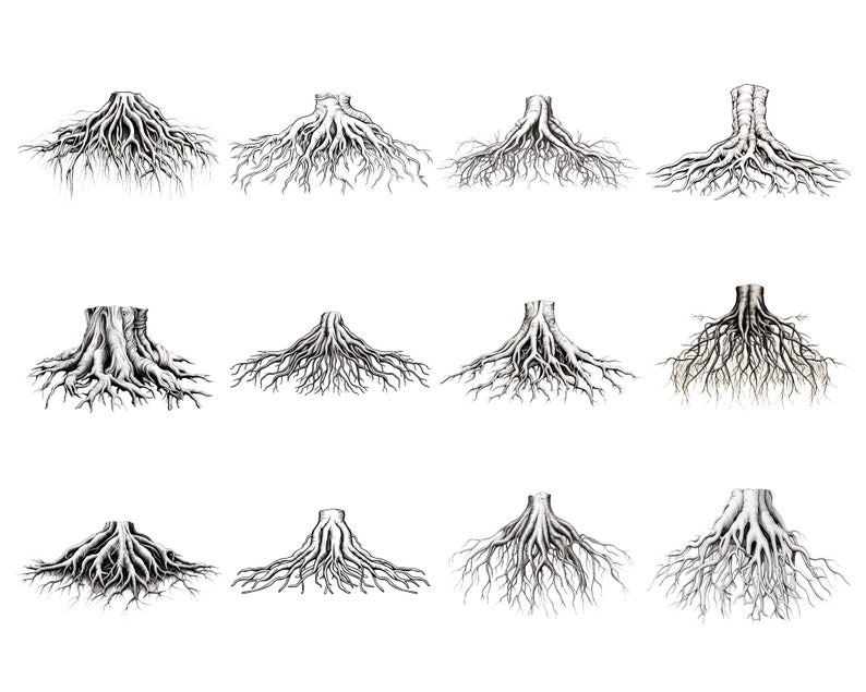 May include: A set of 12 black and white illustrations of tree roots. Each illustration shows a different perspective of the roots, with some showing the base of the trunk and others showing the roots spreading out.