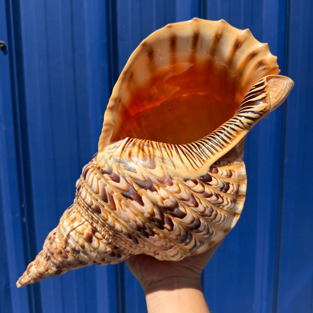 RARE! 37.3CM HUGE Triton’s Trumpet Shell Sea Clam Healing Antique Beach ...