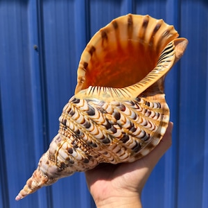 Puede incluir: Una concha marina grande y ornamentada con forma de espiral. La concha presenta una mezcla de colores marrón, crema y beige con patrones intrincados. El interior es de color naranja vibrante. Este artículo decorativo es una pieza de decoración natural.