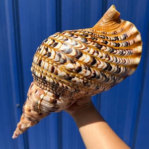 May include: A large, intricately patterned seashell with a spiral shape. The shell features a mix of brown, cream, and black markings, creating a textured appearance. The shell is held against a blue background, showcasing its natural beauty.