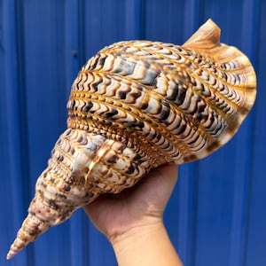 Könnte beinhalten: Eine große, aufwendig gemusterte Muschel mit Spiralform. Die Schale weist eine Mischung aus braunen, cremefarbenen und beigen Farben mit einer strukturierten Oberfläche auf. Die Muschel wird vor einem blauen Hintergrund gehalten.