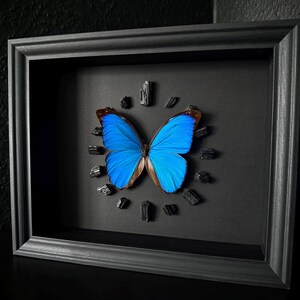 Könnte beinhalten: Gerahmtes Kunstwerk mit einem leuchtend blauen Schmetterling mit braunen Rändern vor schwarzem Hintergrund. Der Schmetterling ist von kleinen, dunklen, rechteckigen Steinen umgeben. Das Kunstwerk ist in einem grauen Rahmen eingefasst.
