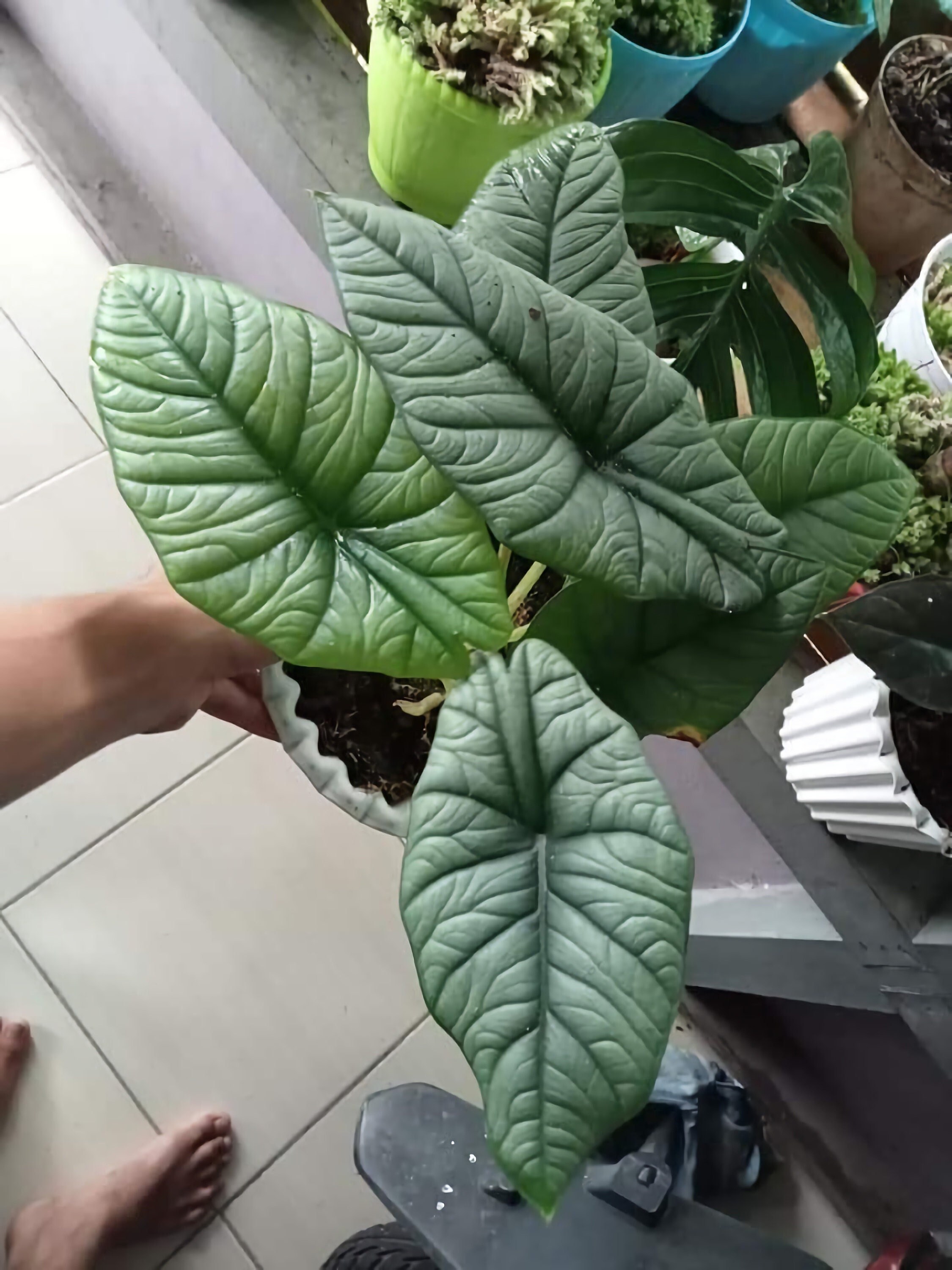 Alocasia Regina Tubers Plant Free Phytosanitary Certificate ship By DHL Express Alocasia Regina Tubers Plant Free Phytosanitary Certificate ship By DHL Express