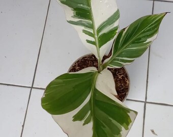 rare Banana Musa Aeae variegated .free Phytosanitary ship DHL EXSPRESS 