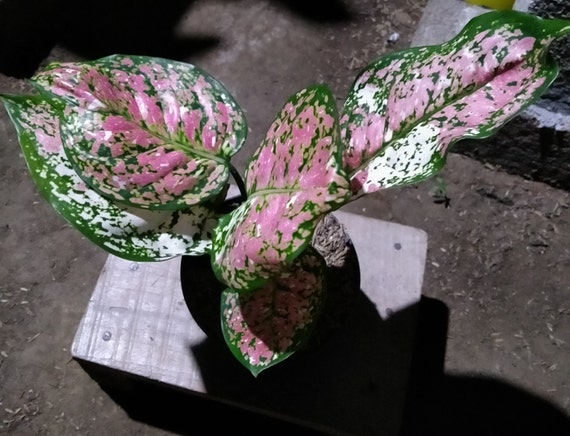 12 Aglaonema Pictum Tricolor Plants With Free Phyto Certificate. 