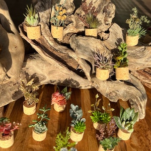 Puede incluir: Una colección de pequeñas plantas en macetas en recipientes de corcho, dispuestas sobre un trozo de madera a la deriva. Las plantas son una variedad de suculentas y vegetación, algunas con flores de colores.