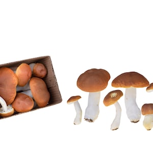 Funghi Artificiali 6 pz Cibo Ornamentale Funghi Porcini