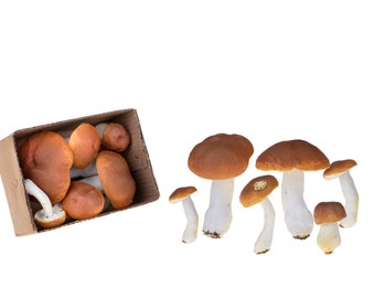 Artificial Mushrooms Set of 6 Food Ornament Real Size Porcini Mushrooms