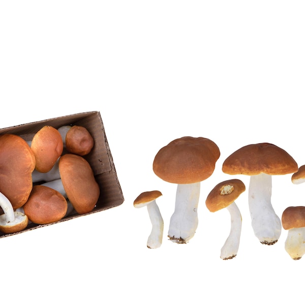 Champignons Artificiels Ensemble de 6 Ornements Alimentaires Champignons Cèpes Taille Réelle