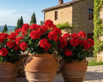 Artificial Geranium Bush 54 cm