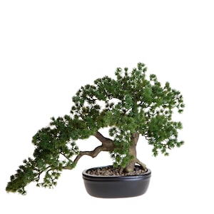 Könnte beinhalten: Ein Miniatur-Bonsai-Baum mit üppigem, grünem Laub und einem gebogenen Stamm. Der Baum ist in einem schwarzen, oval geformten Keramiktopf gepflanzt, der mit kleinen Kieselsteinen gefüllt ist. Der Bonsai ist eine dekorative Pflanze, die oft für die Inneneinrichtung verwendet wird.