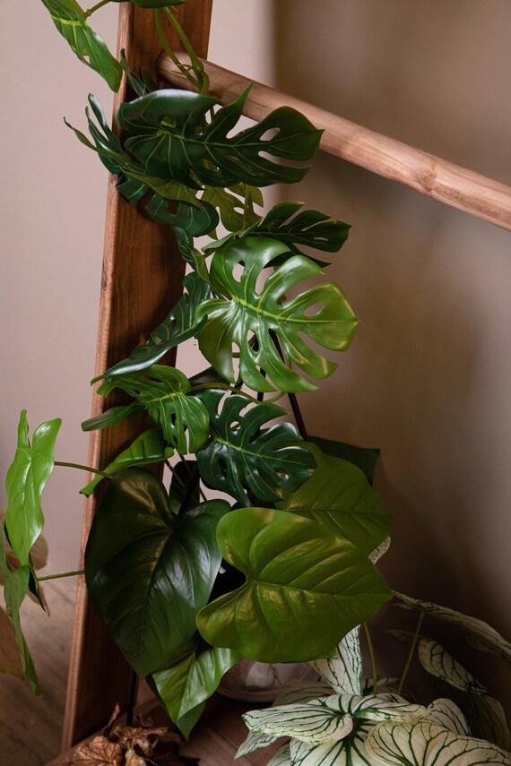 monstera klettert Monstera deliciosa 'variegata' – Jungle Leaves