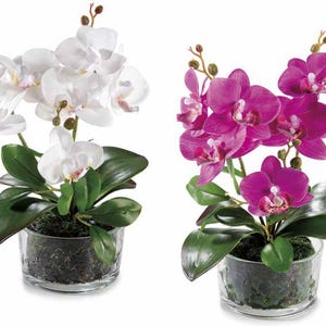 Puede incluir: Dos plantas de orquídeas en macetas. Una presenta flores blancas, la otra flores magenta. Ambas plantas tienen hojas verdes y están en macetas de vidrio transparente llenas de musgo verde oscuro. El fondo es blanco.