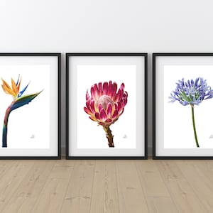 South African Floral Art Prints, Protea, Strelitzia, Agapanthus, Giclee
