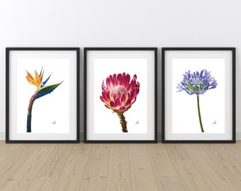 South African floral trio, Multiple Art prints, High quality Giclee, Protea Art, Strelitzia Art, Agapanthus Art, South African plant print
