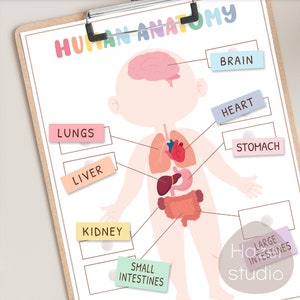May include: A colorful human anatomy chart with illustrations of the brain, lungs, heart, liver, stomach, kidneys, small intestines, and large intestines. The chart is labeled with the names of each organ.