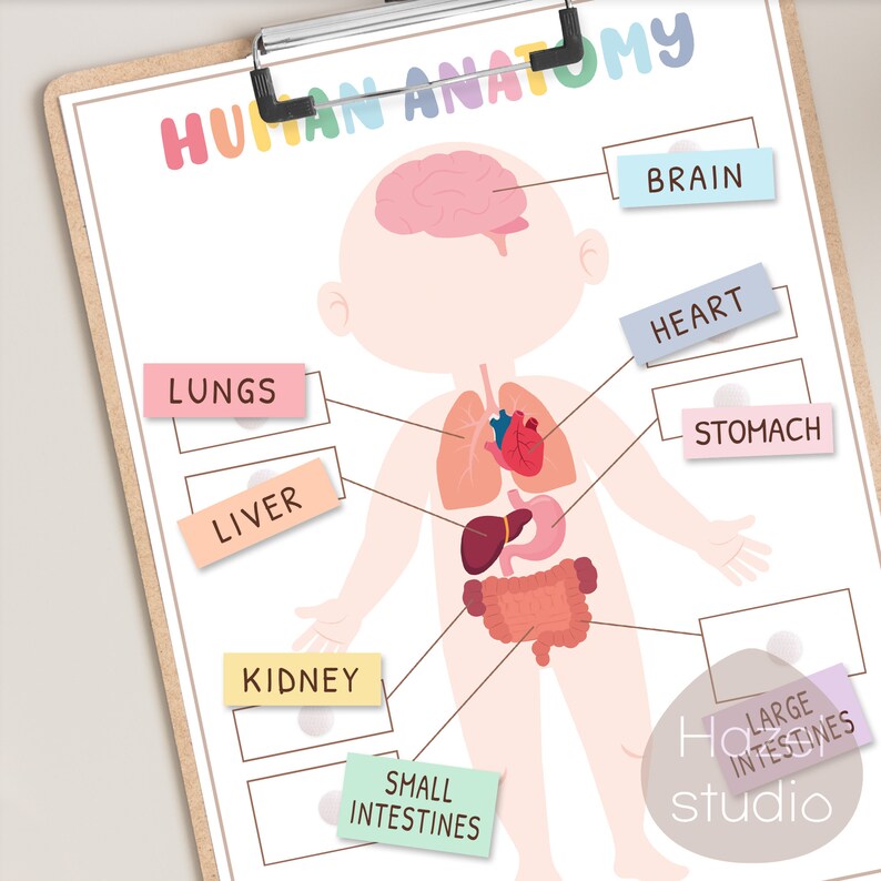 May include: A colorful human anatomy chart with illustrations of the brain, lungs, heart, liver, stomach, kidneys, small intestines, and large intestines. The chart is labeled with the names of each organ.