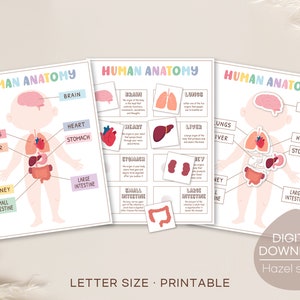 Activité d'apprentissage de l'anatomie humaine, corps humain imprimable, livres occupés préscolaires, matériaux Montessori, feuilles de travail pour l'école à la maison, téléchargement numérique