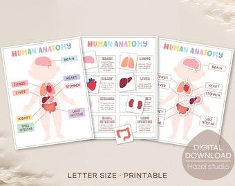Human Anatomy Printable: Preschool Learning Activity (Digital Download)
