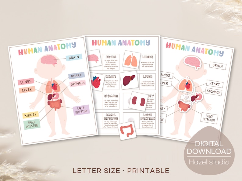 May include: Printable human anatomy chart for kids with colorful illustrations of the organs and body parts. The chart includes the brain, heart, lungs, liver, stomach, kidneys, small intestine, and large intestine.