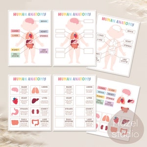 May include: A printable human anatomy chart for kids. The chart features a colorful illustration of a human body with labels for the brain, lungs, heart, liver, stomach, kidneys, small intestines, and large intestines. The chart also includes a set of matching organ cards.