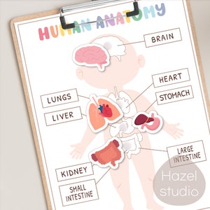 May include: A colorful educational chart illustrating the human anatomy with labeled organs, including the brain, heart, lungs, liver, stomach, kidneys, small intestine, and large intestine. The chart features a cartoon illustration of a child with the organs superimposed on the body.