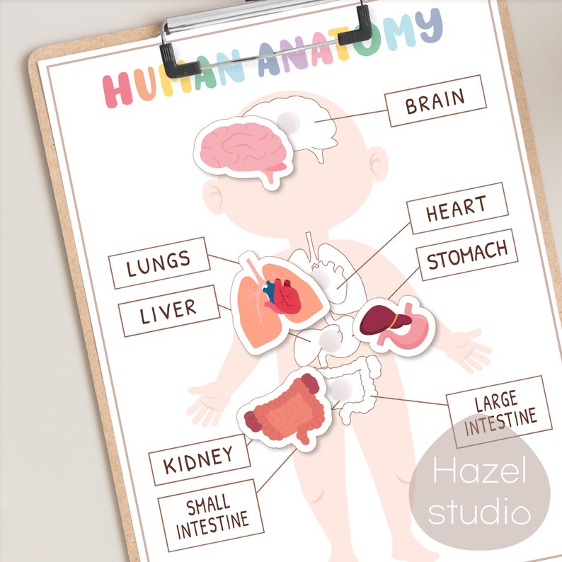 May include: A colorful educational chart illustrating the human anatomy with labeled organs, including the brain, heart, lungs, liver, stomach, kidneys, small intestine, and large intestine. The chart features a cartoon illustration of a child with the organs superimposed on the body.