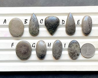 Latest Black Fossil Coral Cabochon Loose Gemstone For Jewelry Making, Fossil Coral Gemstone For Handmade Jewelry And Wire Wrap - 30795-30803