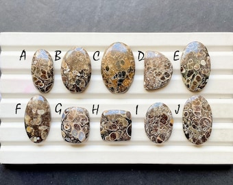 Turtella Fossil Cabochon Loose Gemstone For Jewelry Making, AAA+ Natural Turtella Fossil Gemstone For Wire Wrap - 31641-31650