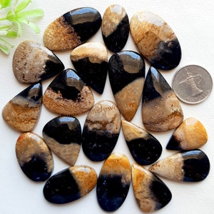 May include: A collection of polished, teardrop and oval-shaped black and tan fossilized wood cabochons with varied speckled patterns. A circular silver-colored coin is positioned on the right side for scale, showing a detailed embossed design.