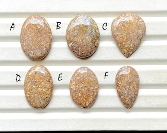 Turtella Fossil Cabochon Loose Gemstone For Jewelry Making, AAA+ Natural Turtella Fossil Gemstone For Wire Wrap - 30115-30120