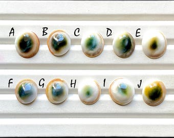 NEW AUSTRALIAN Shell Cabochon Loose Gemstone For Jewelry Making, AAA+ Natural Australian Shell Gemstone For Wire Wrap - 32921-32930