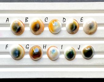 NEW AUSTRALIAN Shell Cabochon Loose Gemstone For Jewelry Making, AAA+ Natural Australian Shell Gemstone For Wire Wrap - 32941-32950