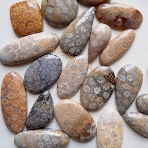 Fossil Coral Cabochon, Wholesale Lot Fossil Coral Cabochon By Weight With Different Shapes And Sizes Used For Jewelry Making