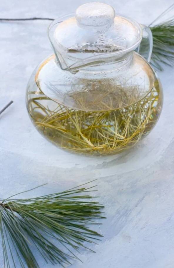 Antioxidant loose White Pine Needle Tea