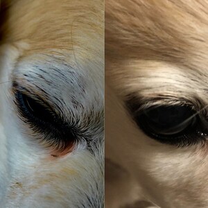 K&ouml;nnte beinhalten: Nahaufnahme eines Hundenauges, das die dunkelbraune Iris und die langen Wimpern zeigt. Das Fell um das Auge ist hellcremefarben.