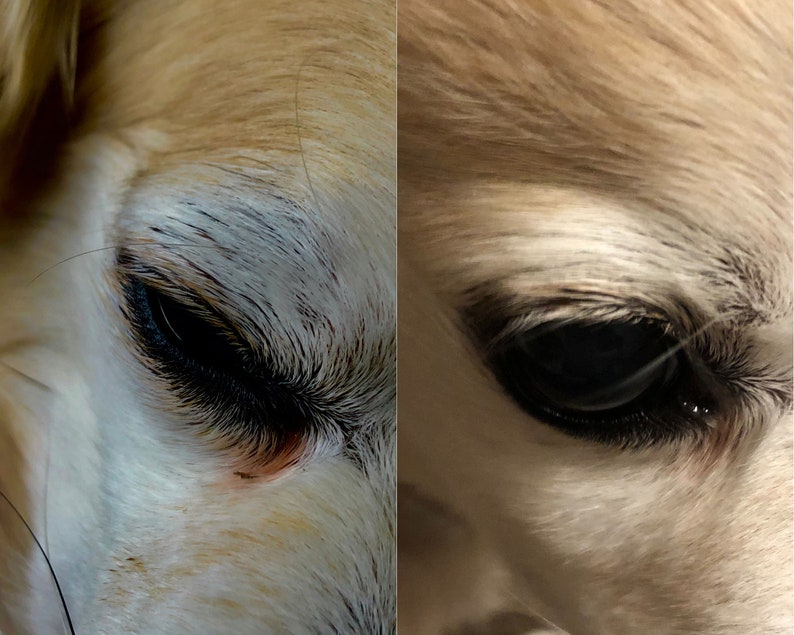 K&ouml;nnte beinhalten: Nahaufnahme eines Hundenauges, das die dunkelbraune Iris und die langen Wimpern zeigt. Das Fell um das Auge ist hellcremefarben.