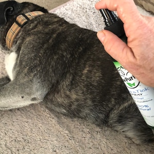 Puede incluir: Una mano sosteniendo una botella verde y blanca de spray para pulgas y garrapatas para perros. La botella dice "100% natural" y "Para perros". El spray se est&aacute; aplicando a un perro atigrado que est&aacute; acostado en una manta gris esponjosa.